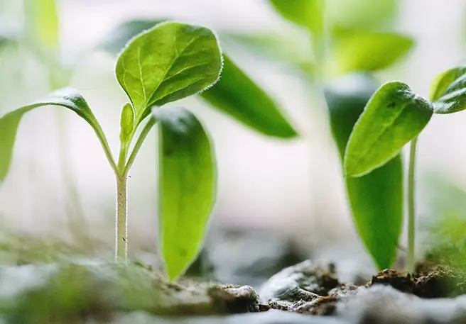 Oxerutinas vs. diosmina y hesperidina