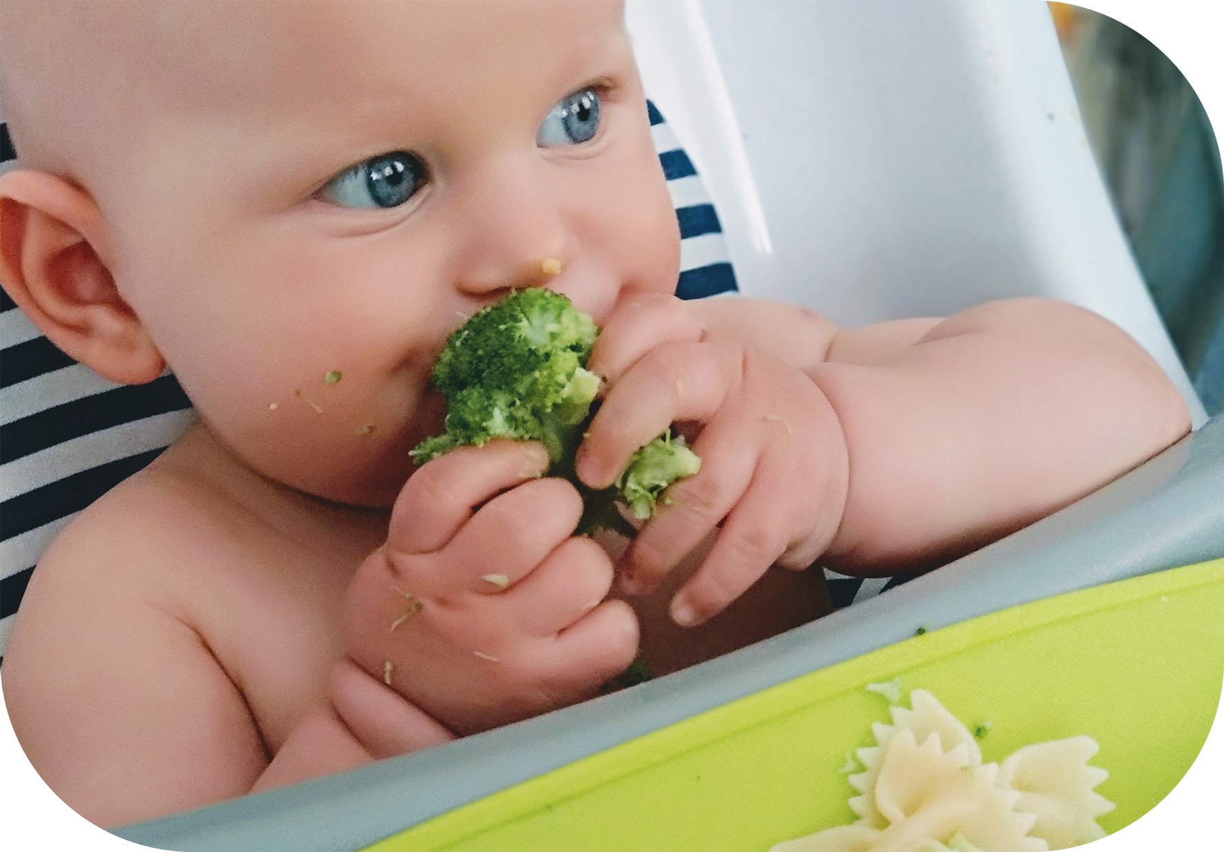 baby led weaning bebés